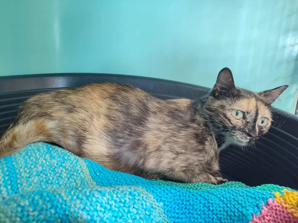POPPI CQT, female young Mixed Breed for adoption at SPA Quimper, Quimper