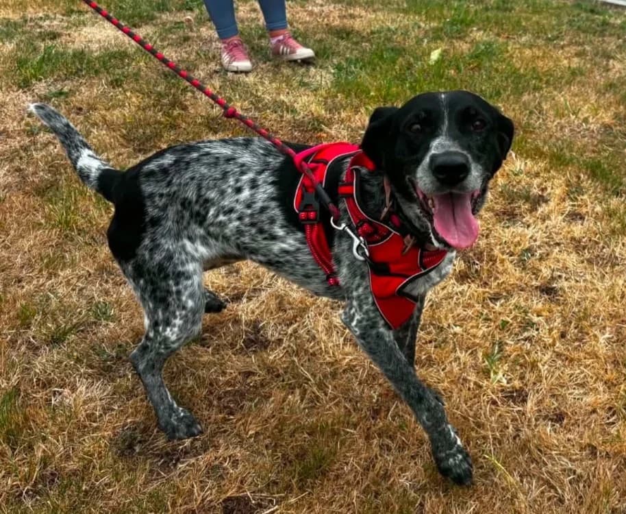 PIPA QCN, female 6yo Pointer for adoption at SPA Quimper, Quimper