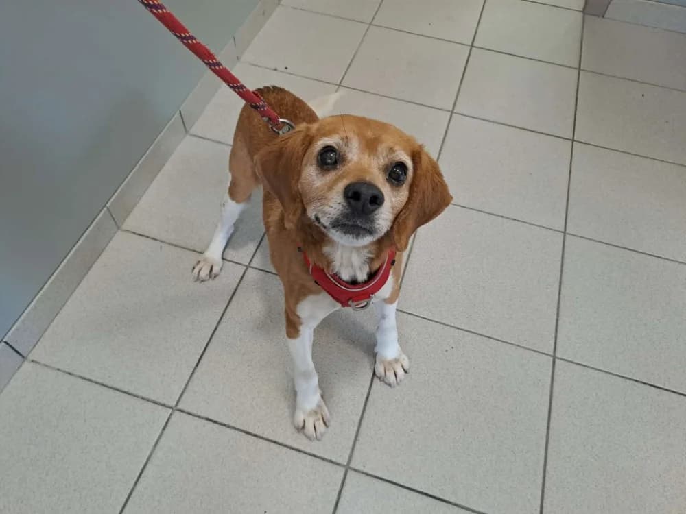 PLANTAIN QCN, male senior Beagle for adoption at SPA Quimper, Quimper