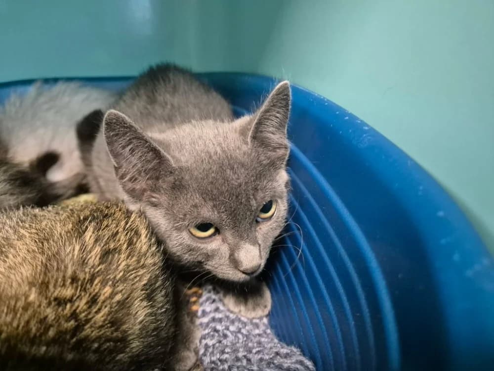 CHARMANT QCT (a trouvé une famille), male Mixed Breed for adoption at SPA Quimper, Quimper