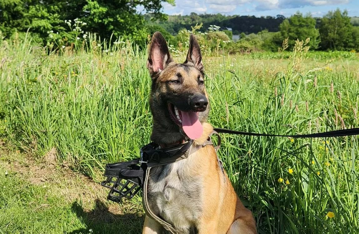 ARRAKIS QCN, male Belgian Malinois for adoption at SPA Quimper, Quimper