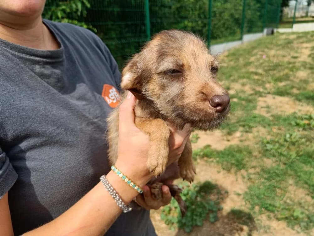 RATIS QCN, female mixed breed for adoption at SPA Quimper, Quimper