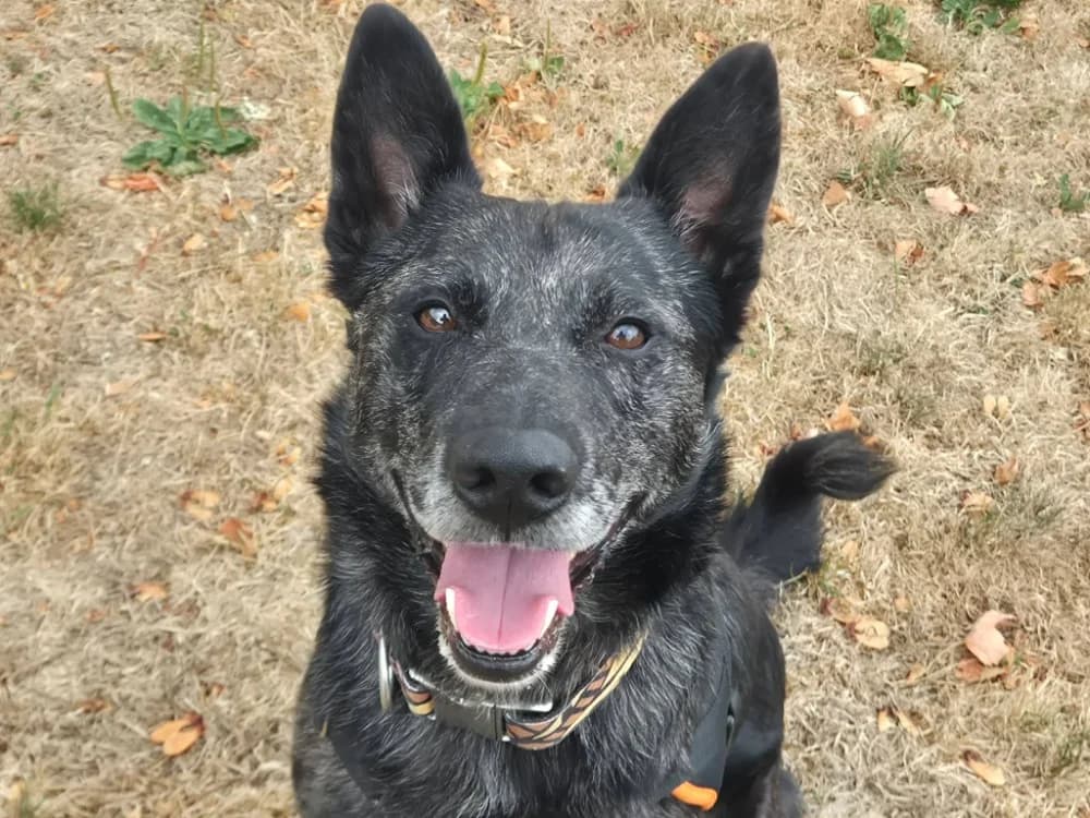 PERE DODU QCN, male 4yo Australian Shepherd for adoption at SPA Quimper, Quimper