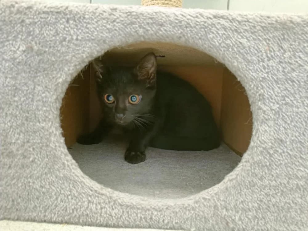 RUIZ QCT, male Mixed Breed for adoption at SPA Quimper, Quimper
