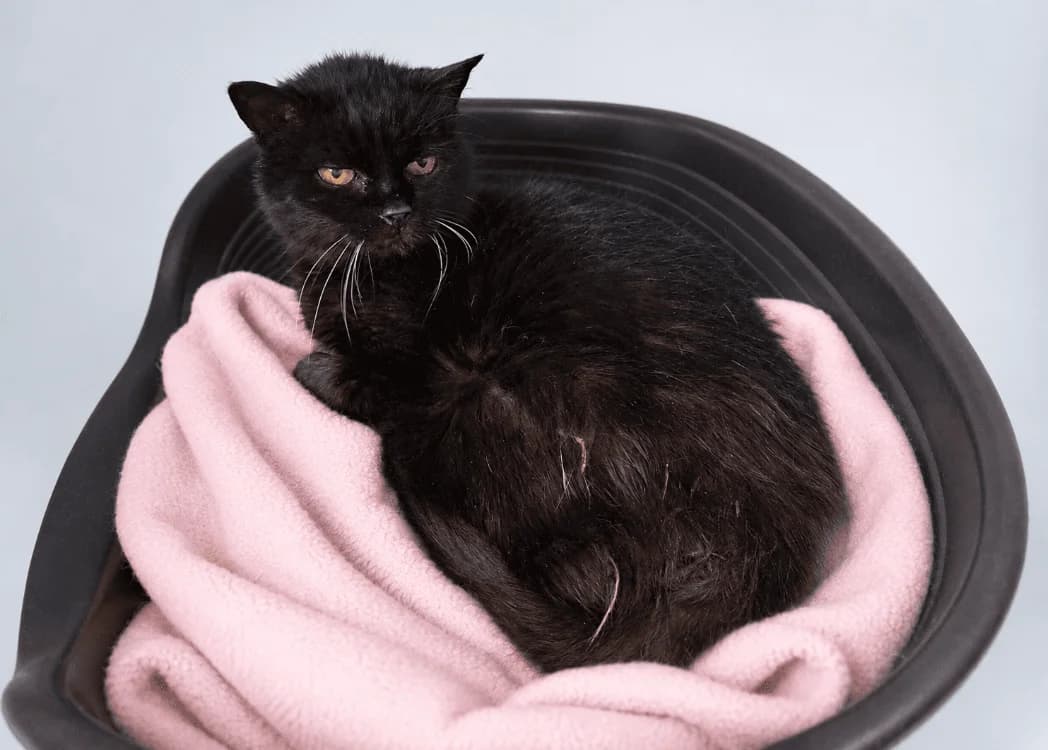 CHIC QCT, female senior Mixed Breed for adoption at SPA Quimper, Quimper