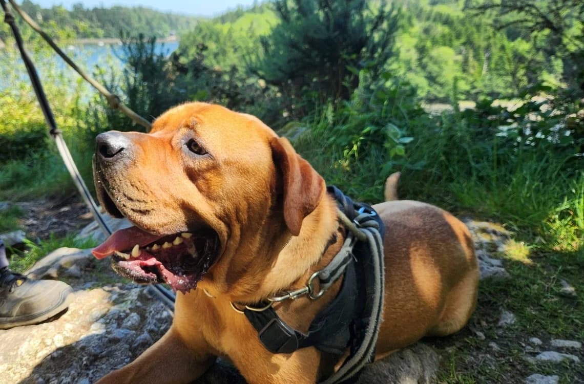 CHEDDAR QCN, male young Cane Corso for adoption at SPA Quimper, Quimper