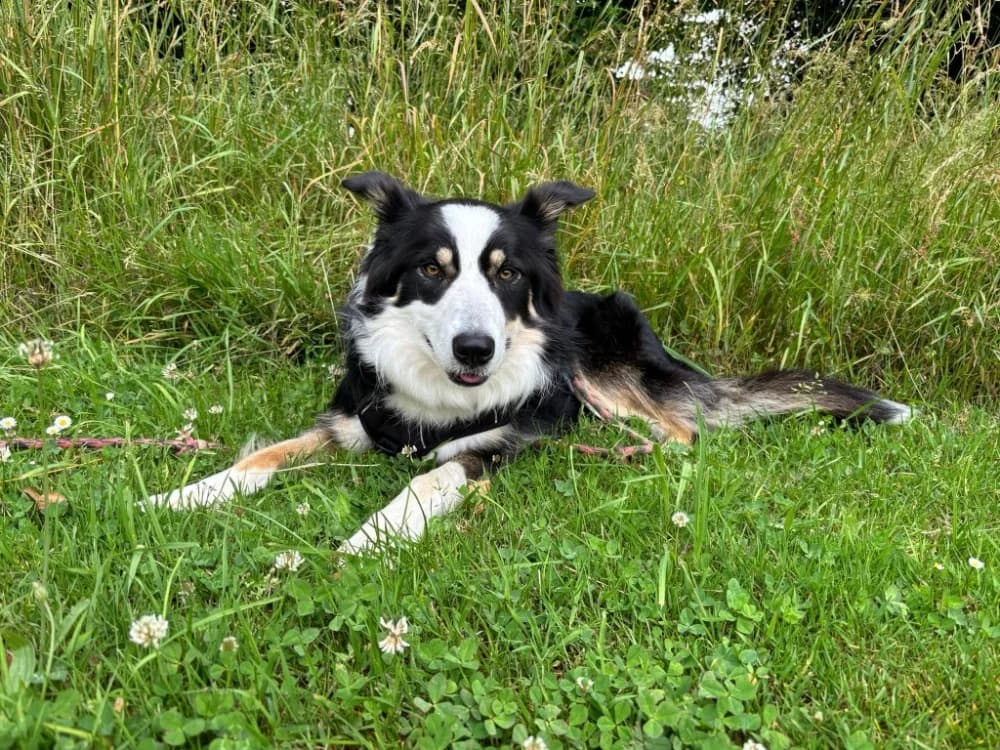 BRULU QCN, female young Border Collie for adoption at SPA Quimper, Quimper