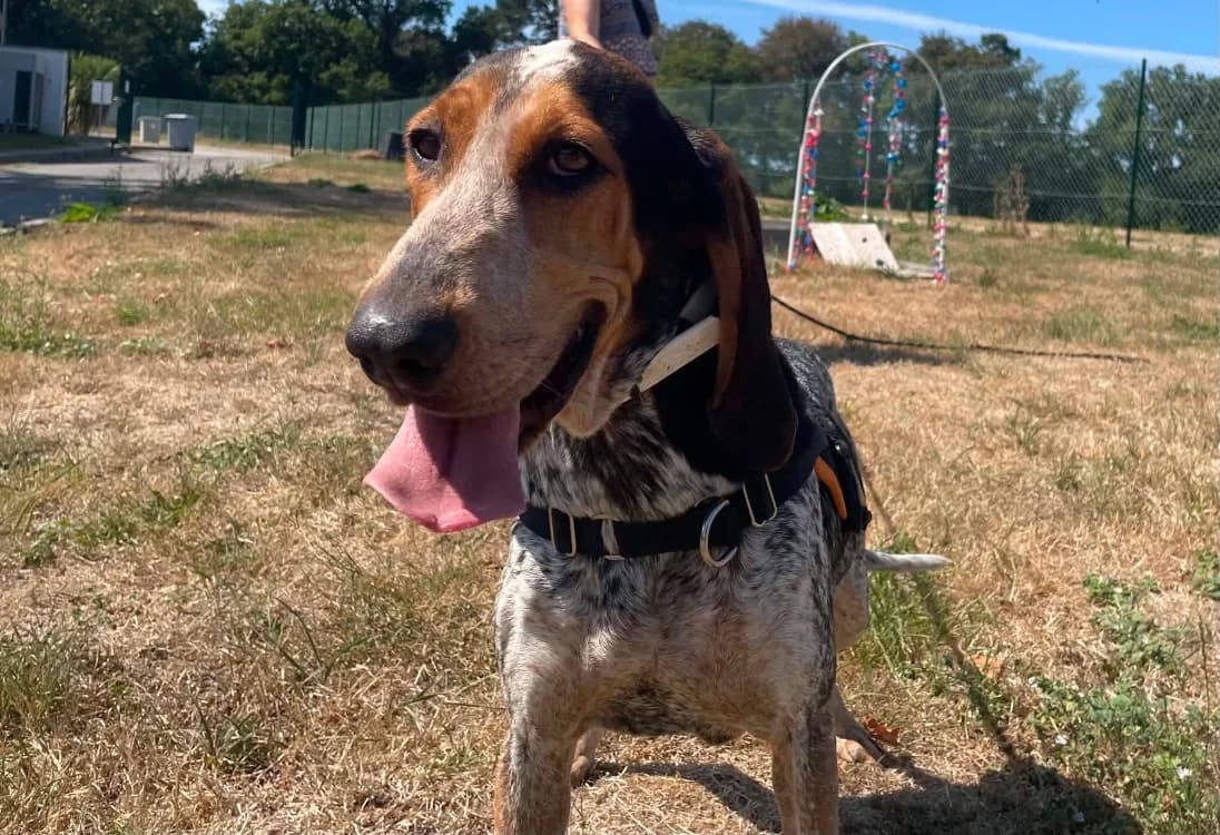 VEGAS QCN, female young mixed breed for adoption at SPA Quimper, Quimper