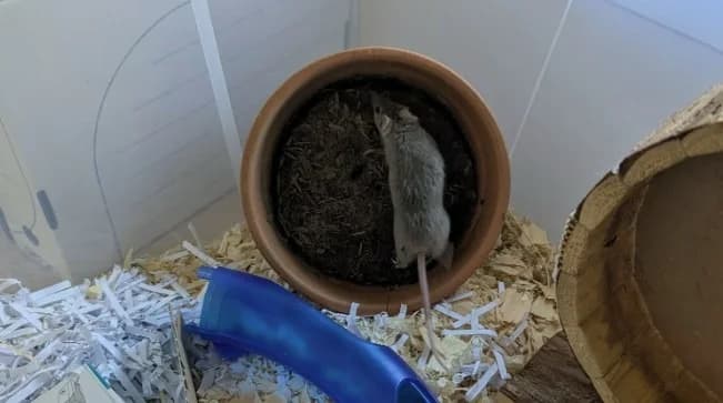 MOJITO QNAC, male Mixed Breed for adoption at SPA Quimper, Quimper