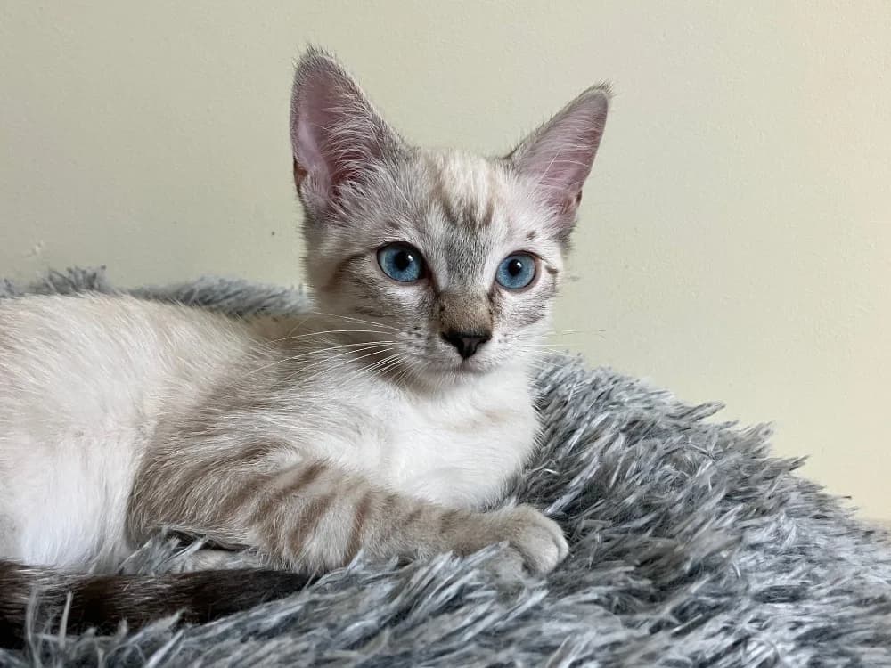 CHEVRE QCT, female Mixed Breed for adoption at SPA Quimper, Quimper