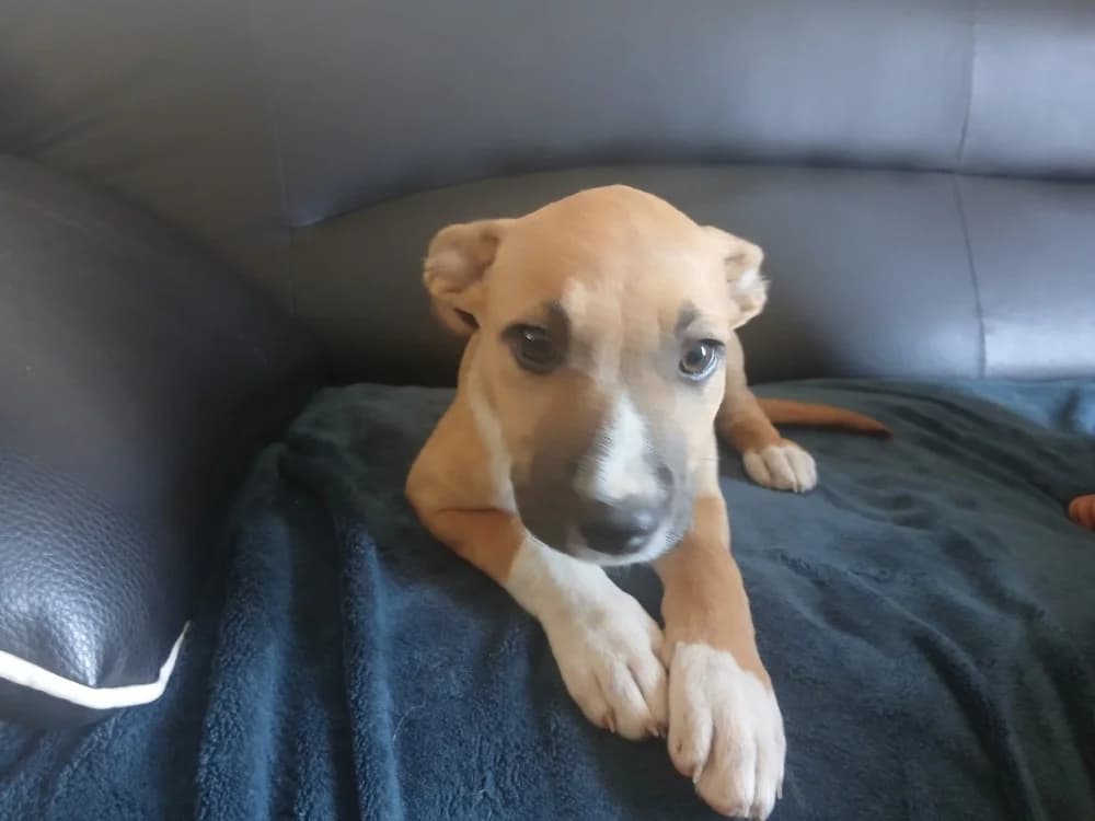 Anemone QCN, female Belgian Malinois for adoption at SPA Quimper, Quimper