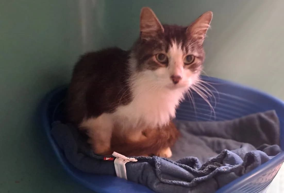 FABLE QCT, male Mixed Breed for adoption at SPA Quimper, Quimper