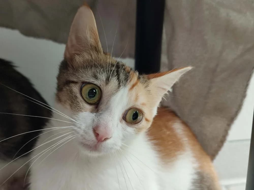 TARTIFLETTE QCT, female Mixed Breed for adoption at SPA Quimper, Quimper