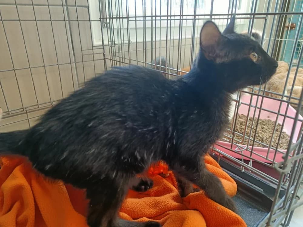 HONDA QCT, female Mixed Breed for adoption at SPA Quimper, Quimper