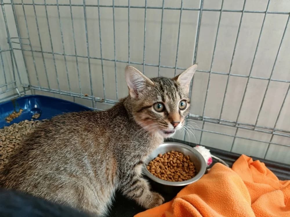 MAZDA QCT, female Mixed Breed for adoption at SPA Quimper, Quimper