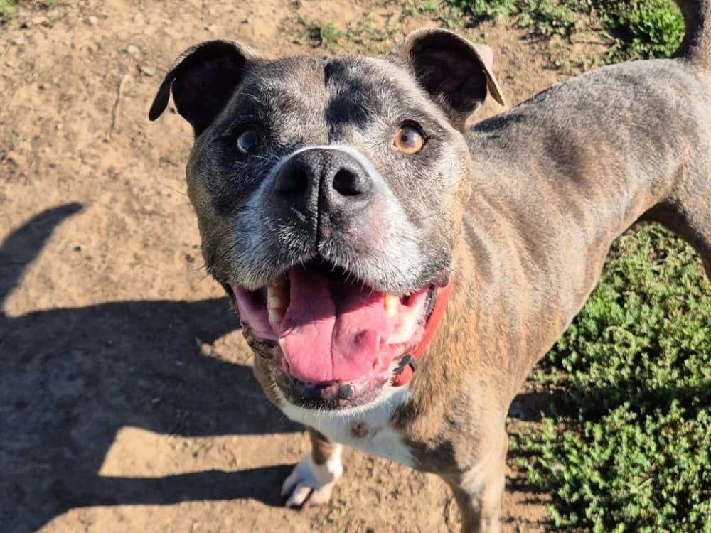 JOKOS QCN, male senior Staffordshire Bull Terrier for adoption at SPA Quimper, Quimper