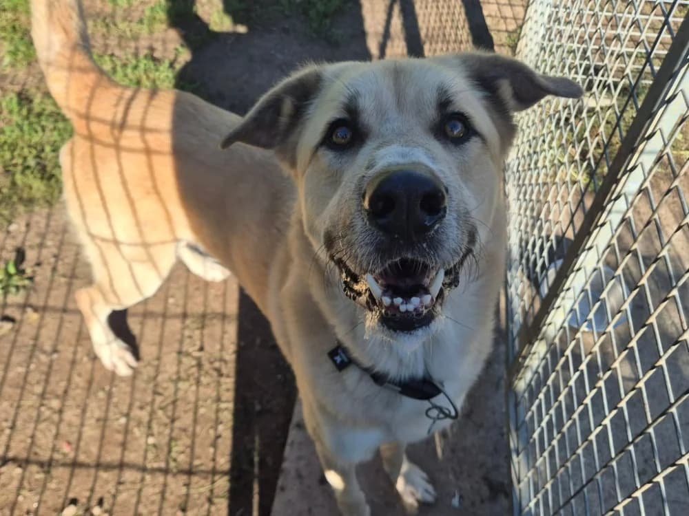 KANGOO QCN, male Mixed Breed for adoption at SPA Quimper, Quimper