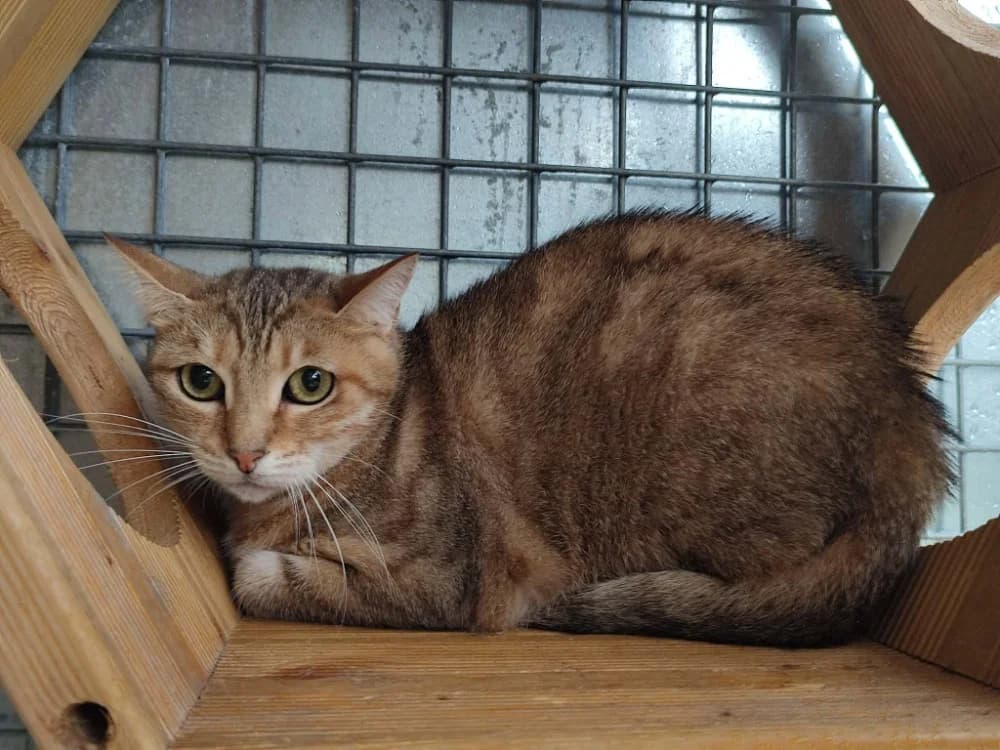 ALBA QCT, female 6yo Mixed Breed for adoption at SPA Quimper, Quimper