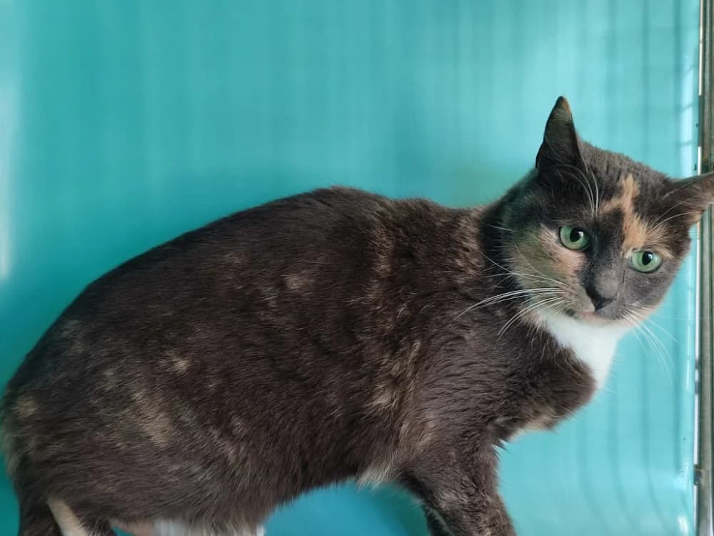 TEA QCT, female 4yo Mixed Breed for adoption at SPA Quimper, Quimper