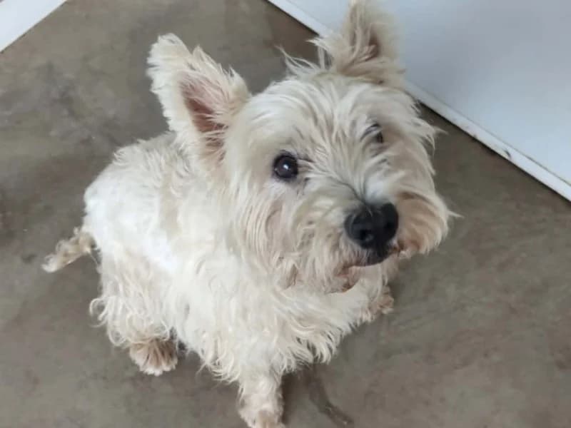 MILKY QCN, male senior West Highland White Terrier for adoption at SPA Quimper, Quimper