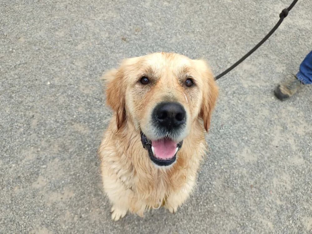 JAMBON QCN, male young Golden Retriever for adoption at SPA Quimper, Quimper