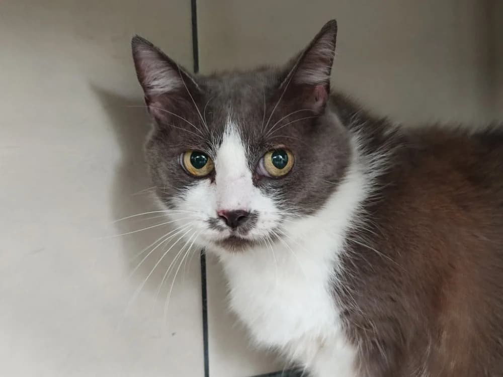 MIKASA QCT, female senior Mixed Breed for adoption at SPA Quimper, Quimper