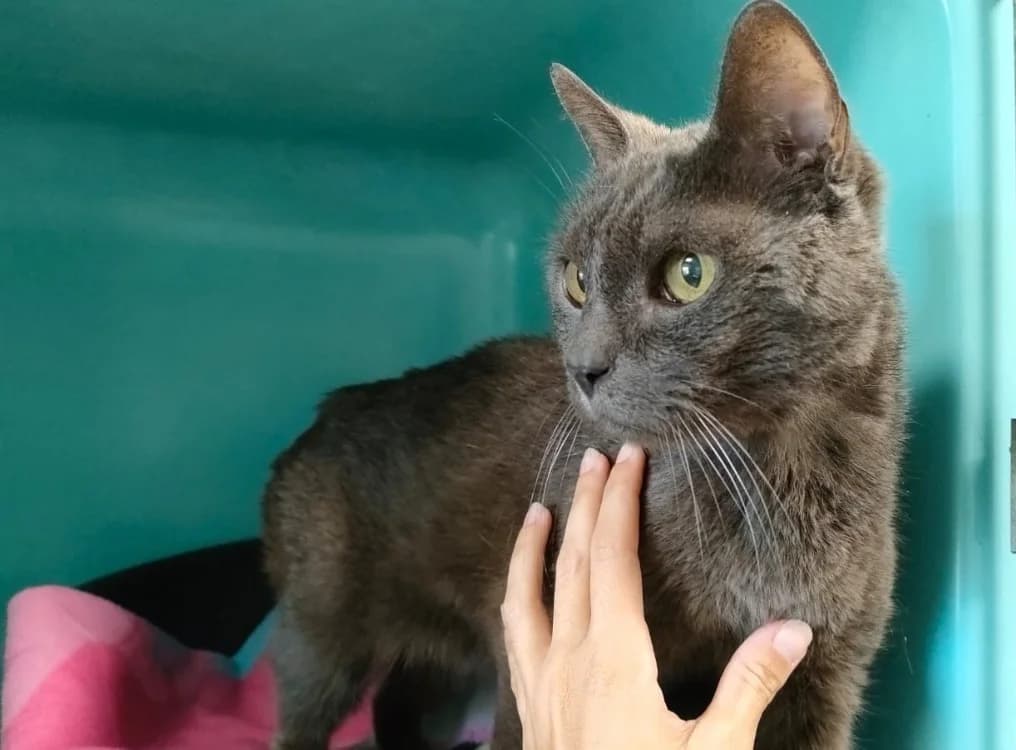 CHARLIE-GRIS QCT, male senior Mixed Breed for adoption at SPA Quimper, Quimper