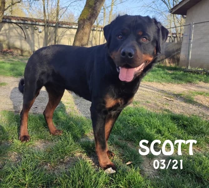 Scott, male 5yo Rottweiler for adoption at SPA du Ramier (Montauban), Montauban