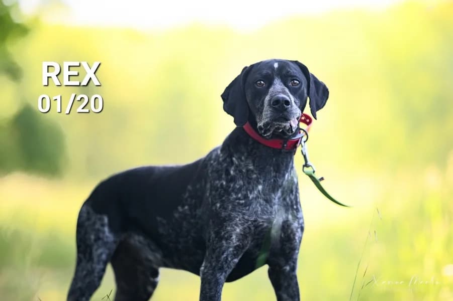 Rex, male 6yo Pointer for adoption at SPA du Ramier (Montauban), Montauban