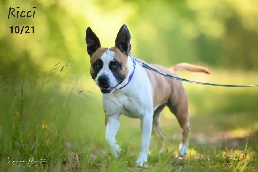 Minty(ricci), female 5yo Mixed Breed for adoption at SPA du Ramier (Montauban), Montauban