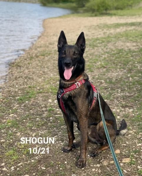 Shogun, male 4yo Belgian Malinois for adoption at SPA du Ramier (Montauban), Montauban