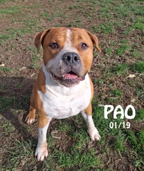Paolinyo, male 7yo Staffordshire Bull Terrier for adoption at SPA du Ramier (Montauban), Montauban