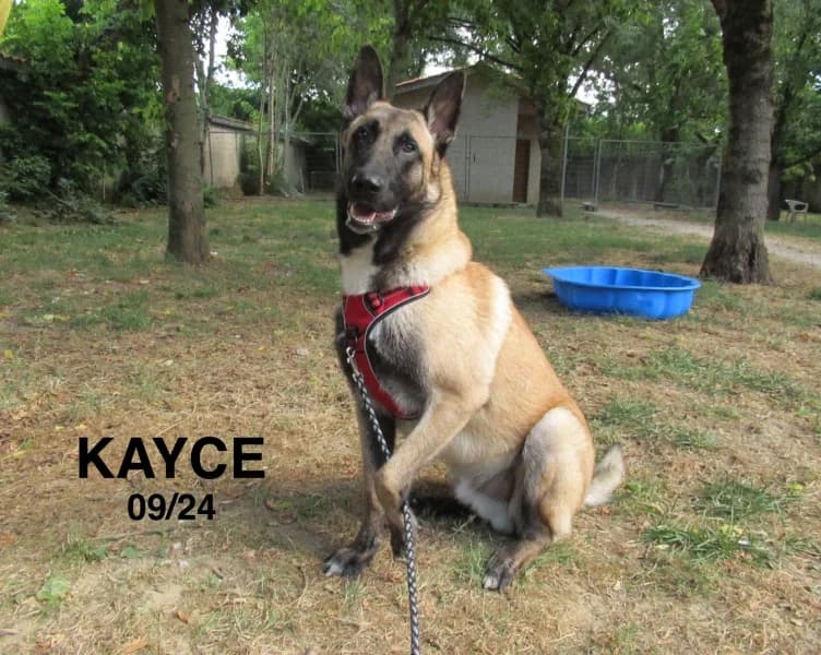 Kayce, male young Belgian Malinois for adoption at SPA du Ramier (Montauban), Montauban