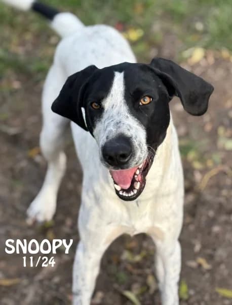 Snoopy, male young Border Collie for adoption at SPA du Ramier (Montauban), Montauban