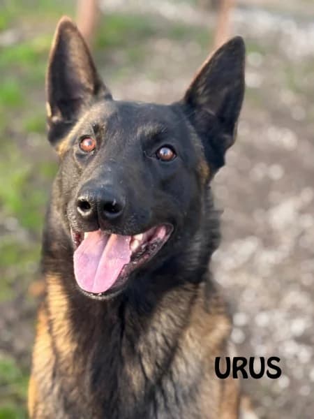 Urus, male young Belgian Malinois for adoption at SPA du Ramier (Montauban), Montauban