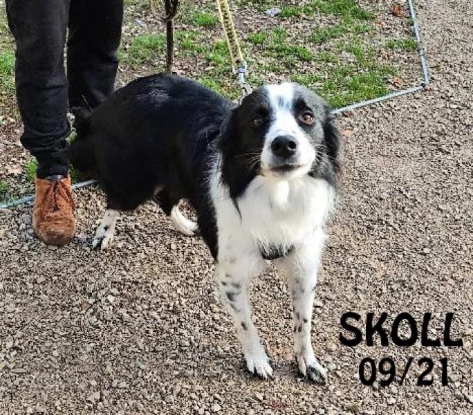 Skoll, male 4yo Border Collie for adoption at SPA du Ramier (Montauban), Montauban