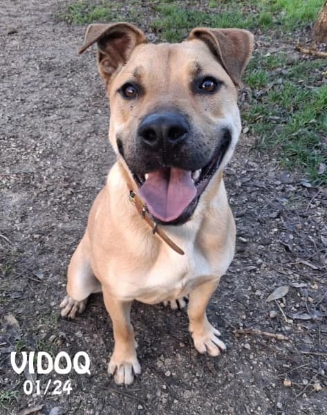 Vidok, male young Labrador Retriever for adoption at SPA du Ramier (Montauban), Montauban