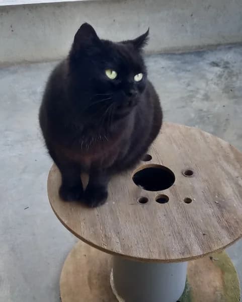 Moon light, female mixed breed for adoption at SPA du Ramier (Montauban), Montauban