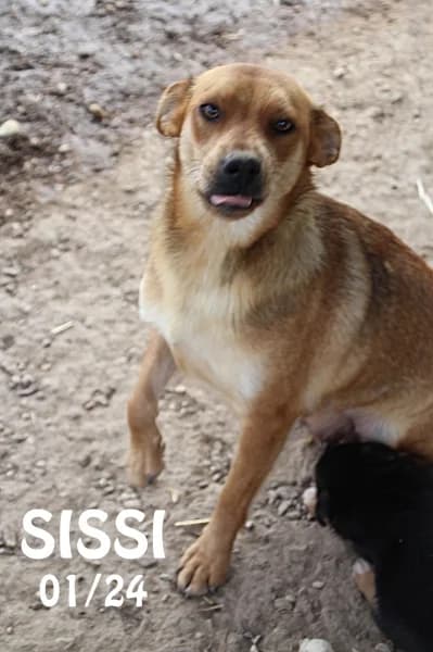 Sissi, female young mixed breed for adoption at SPA du Ramier (Montauban), Montauban