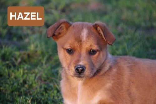 Hazel,  (SPA du Ramier (Montauban))