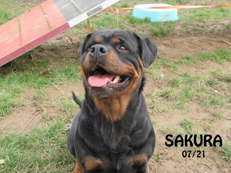 Sakura, female 4yo Rottweiler for adoption at SPA du Ramier (Montauban), Montauban