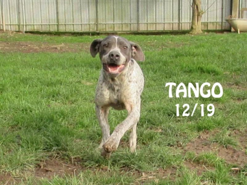 Tango, male 6yo Pointer for adoption at SPA du Ramier (Montauban), Montauban