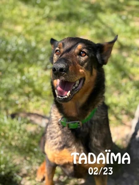 Tadaïma, female Belgian Malinois for adoption at SPA du Ramier (Montauban), Montauban