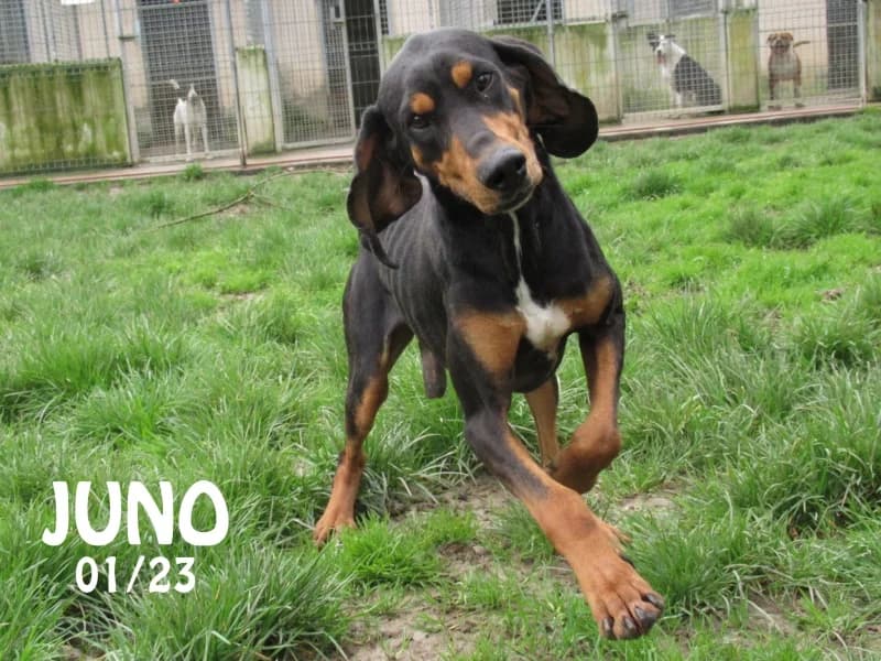 Juno, male mixed breed for adoption at SPA du Ramier (Montauban), Montauban