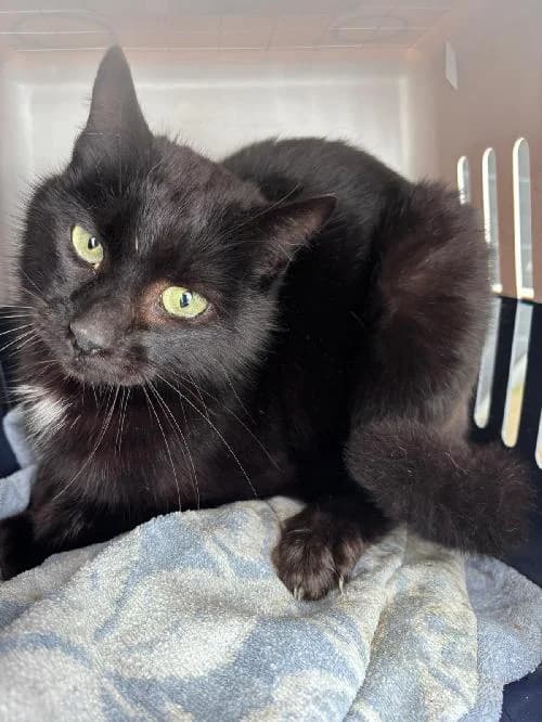 Salem, male mixed breed for adoption at SPA du Ramier (Montauban), Montauban