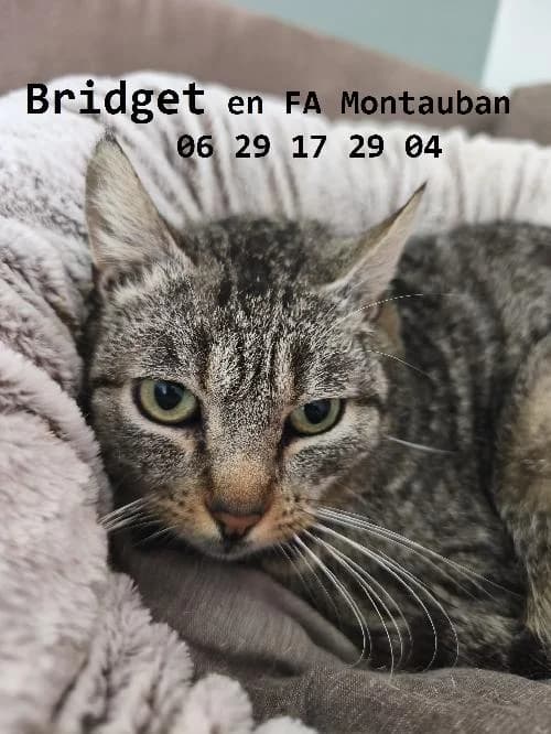 Europeen, female 3yo Mixed Breed for adoption at SPA du Ramier (Montauban), Montauban