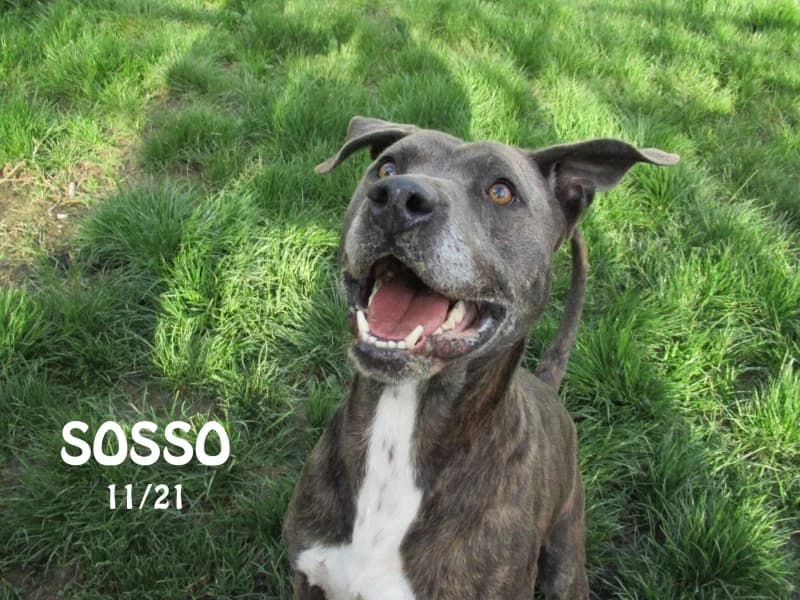 Sosso, male mixed breed for adoption at SPA du Ramier (Montauban), Montauban