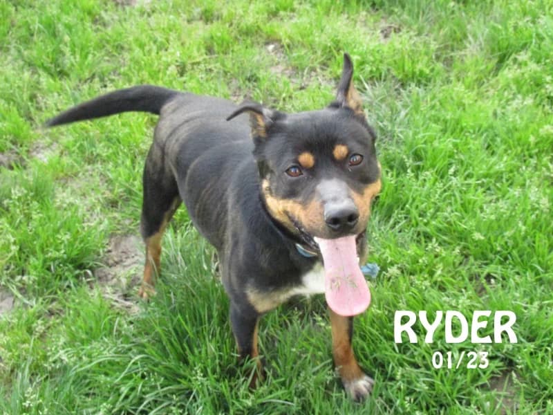 Ryder, male mixed breed for adoption at SPA du Ramier (Montauban), Montauban