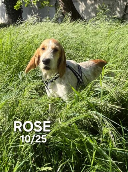 Rose, female puppy mixed breed for adoption at SPA du Ramier (Montauban), Montauban