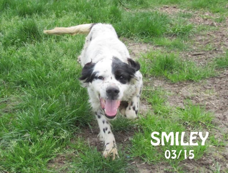 Smiley, male mixed breed for adoption at SPA du Ramier (Montauban), Montauban